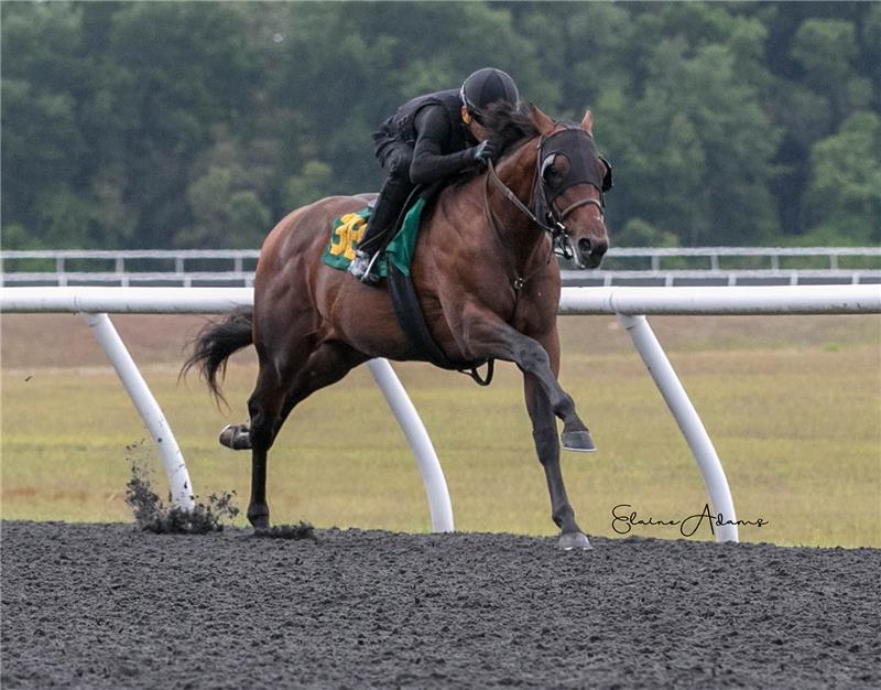 Hip 386 - Haunting 2019 (2)