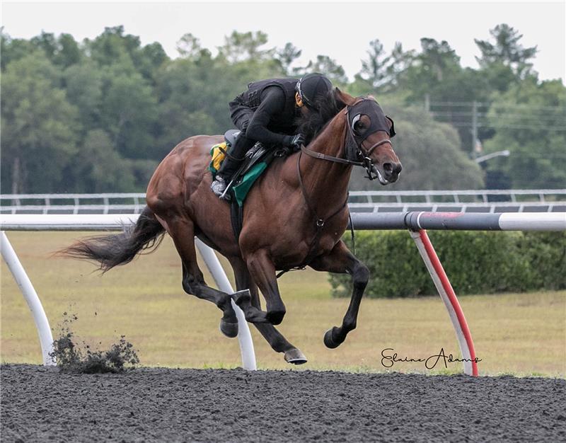 Hip 386 - Haunting 2019 (4)