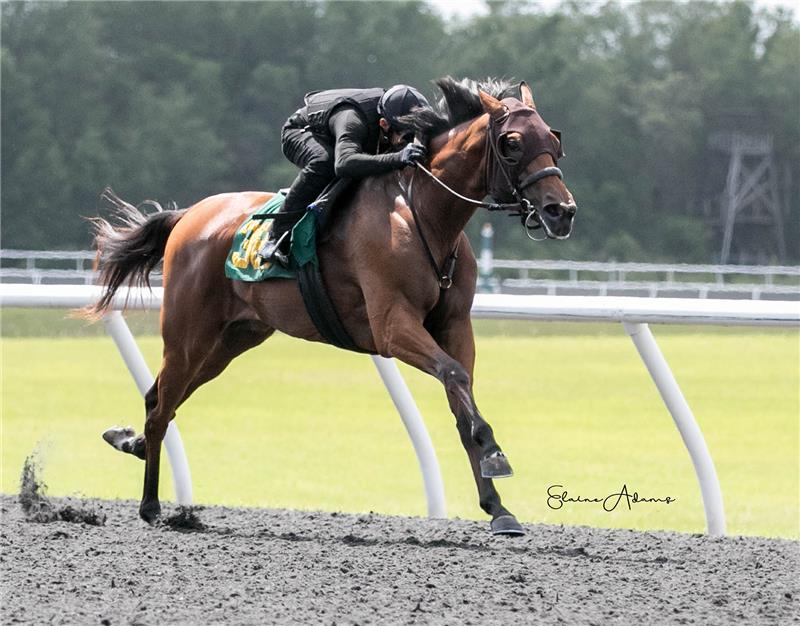 Hip 387 - Salamera 2018 (3)