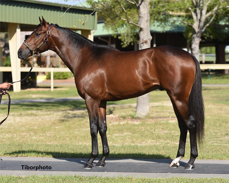 Hip 389 - Ghostzapper (Whimsicality 2019)