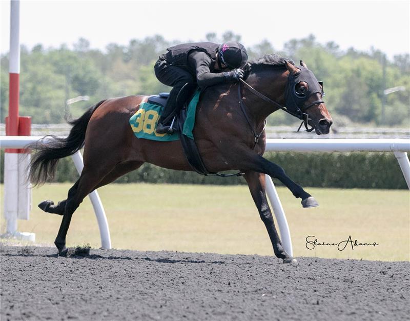 Hip 389 - Whimsicality 2019 (4)