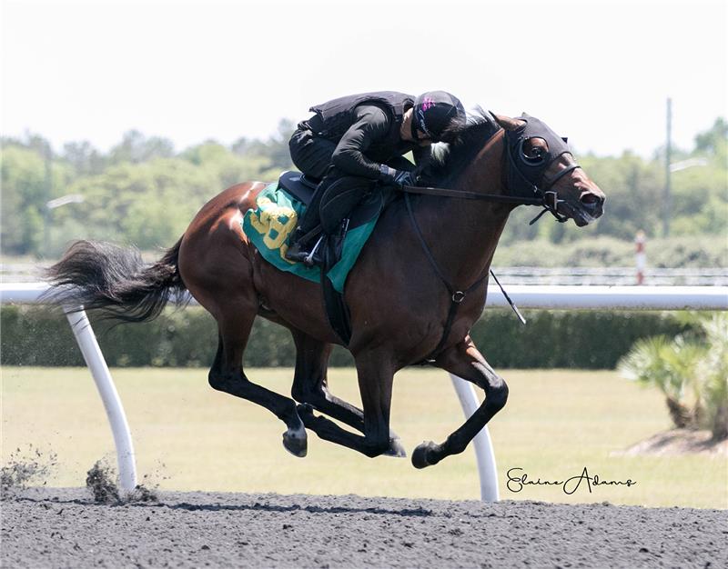 Hip 389 - Whimsicality 2019 (5)