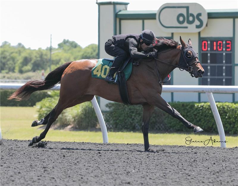 Hip 408 - Enchanted Emma 2020 (3)