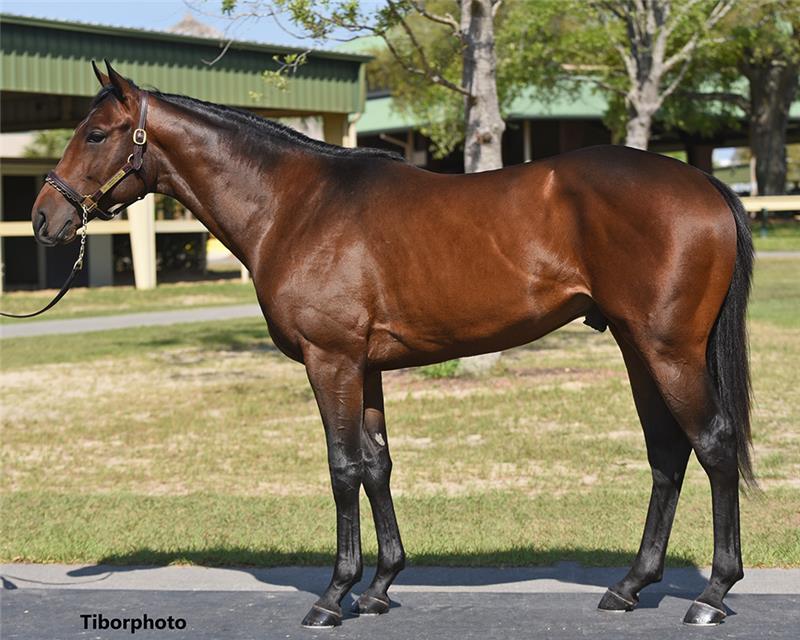 Hip 415 - Pioneerof The Nile (Wonderful 2019)