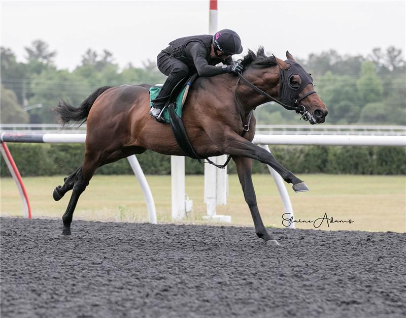 Hip 415 - Wonderful 2019 (4)