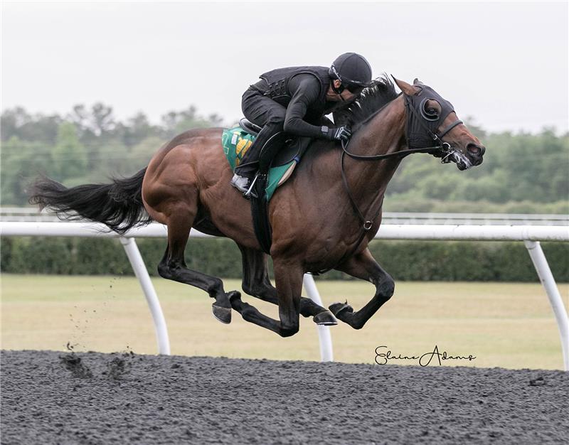 Hip 415 - Wonderful 2019 (5)