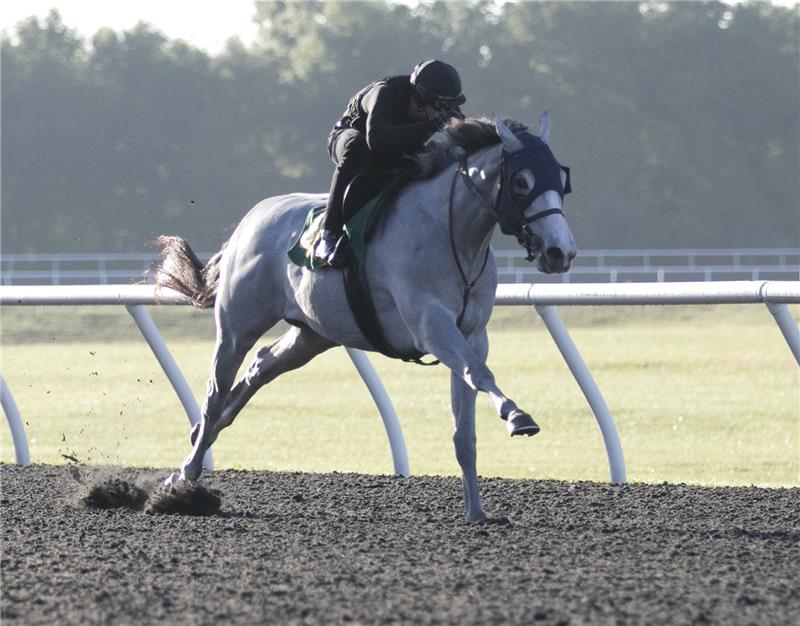 Hip 422 - Oblivious 2017 (3)