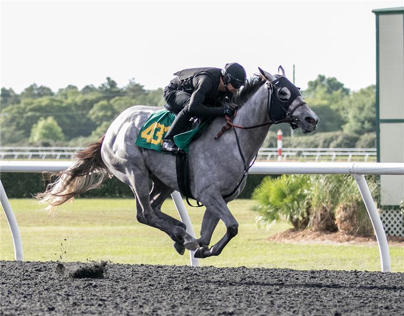 Hip 433 - Our Jenny 2017 (3)