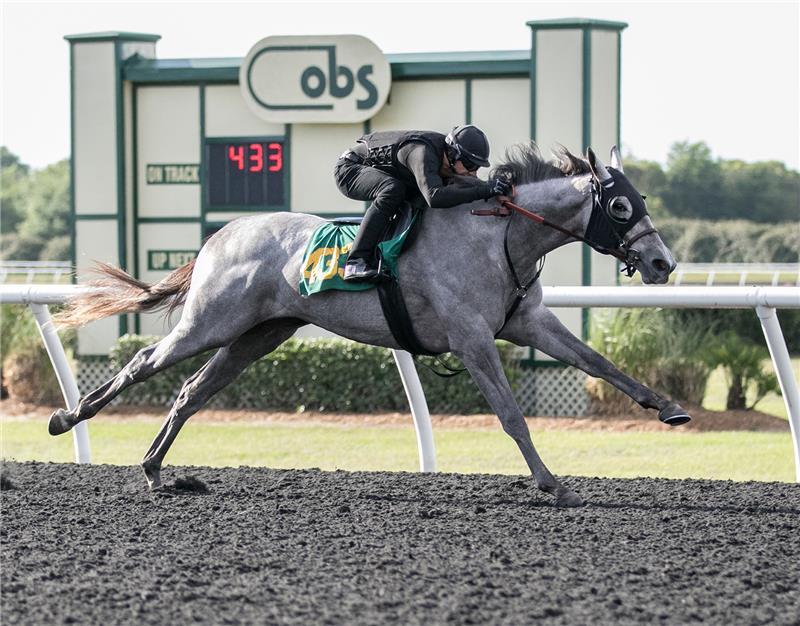 Hip 433 - Our Jenny 2017 (4)