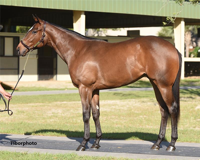 Hip 435 - Practical Joke (Zifena 2019)