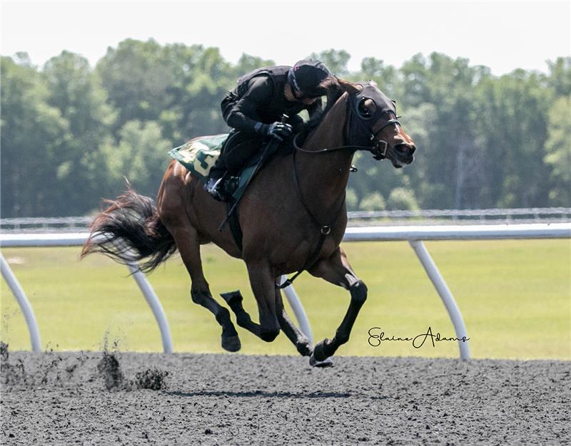 Hip 435 - Zifena 2019 (1)