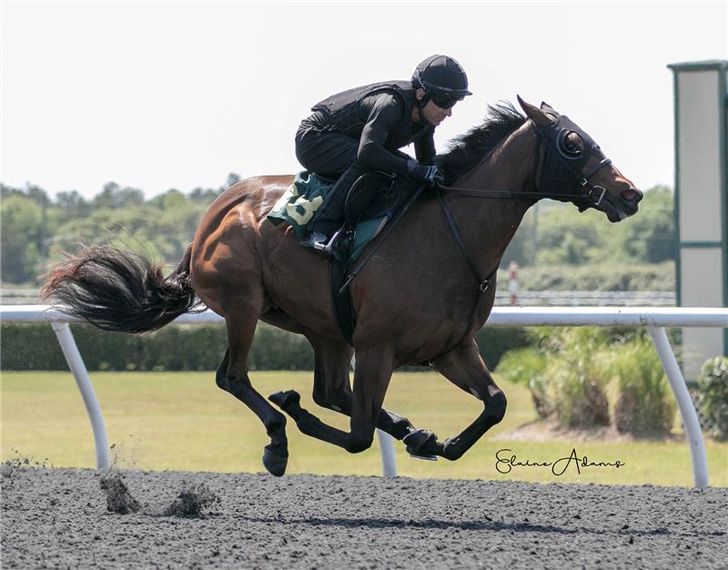 Hip 435 - Zifena 2019 (2)