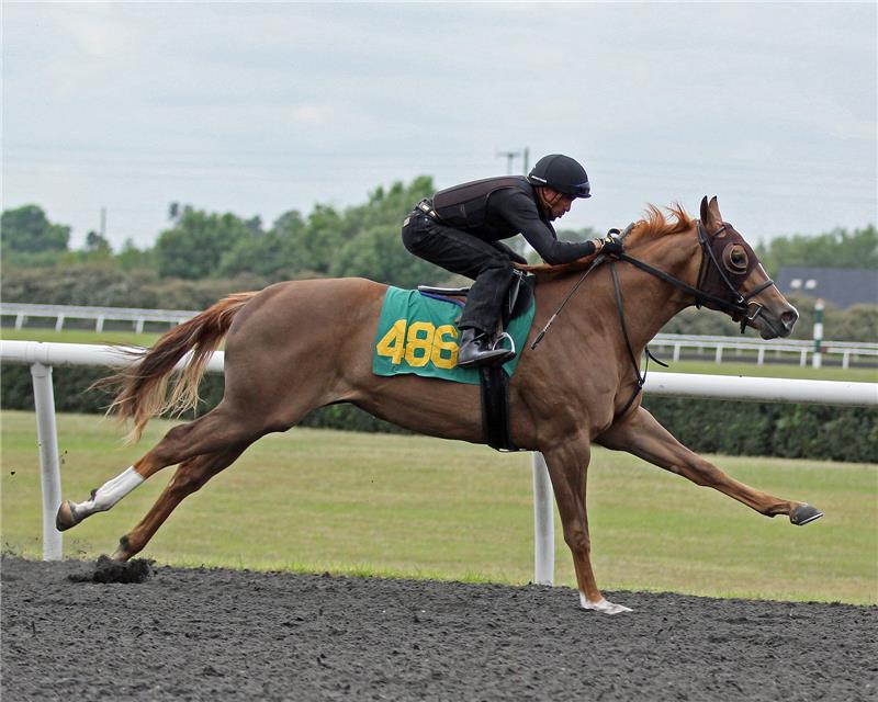 Hip 486 - Apple Sauce 2014 (2)