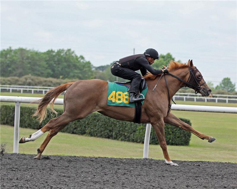 Hip 486 - Apple Sauce 2014 (4)