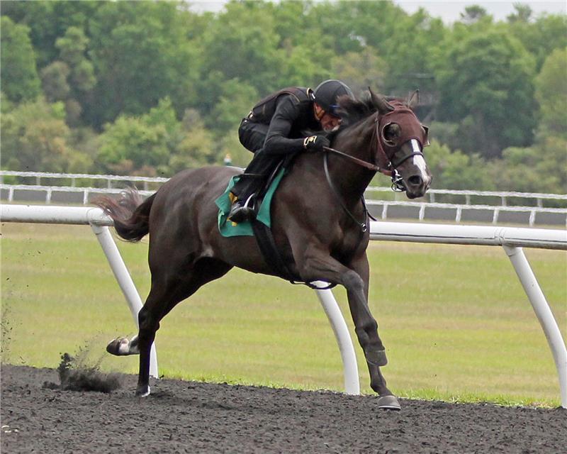 Hip 494 - Aristocratic Lady 2014 (1)