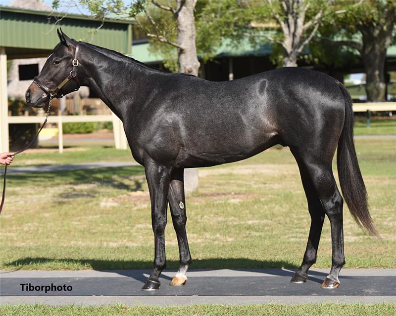 Hip 50 - Cairo Prince (Puddifoot 2019)