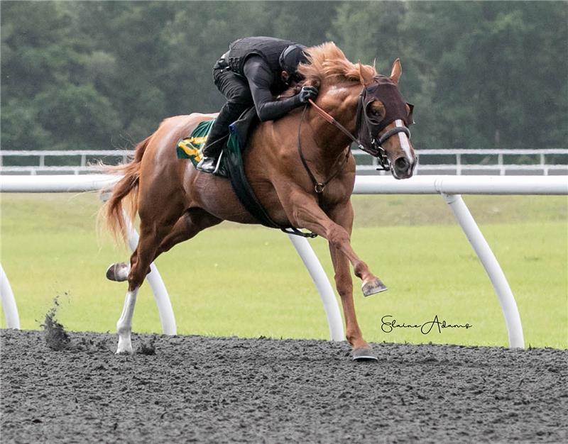 Hip 529 -  Striking Style 2018 (2)