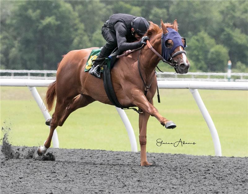 Hip 554 - Tabuha 2018 (2)