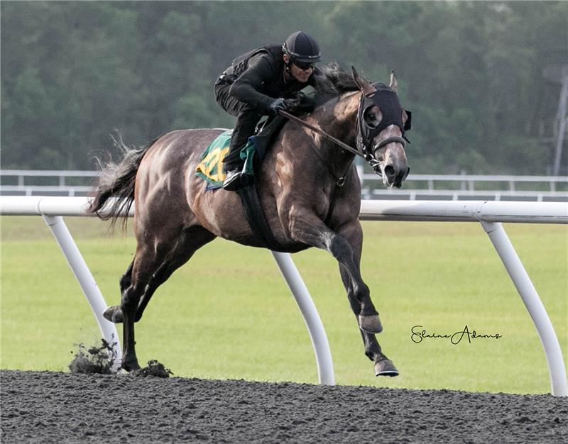 Hip 620 - Ullapool 2018 (2)