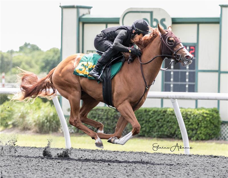 Hip 623 - Kiss Me Forever 2020 (2)