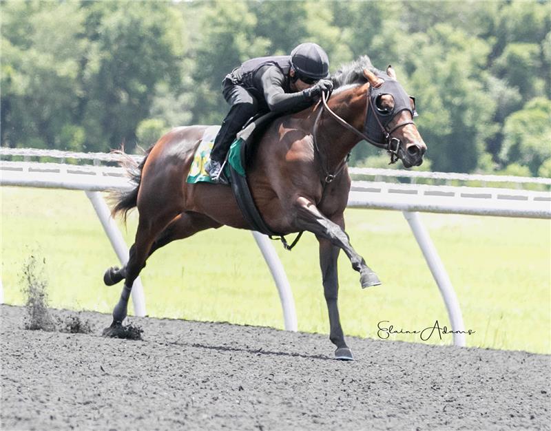 Hip 628 - Ann of the Dance 2020 (1)