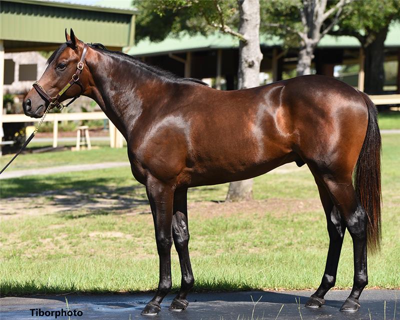 Hip 628 - Ann of the Dance 2020