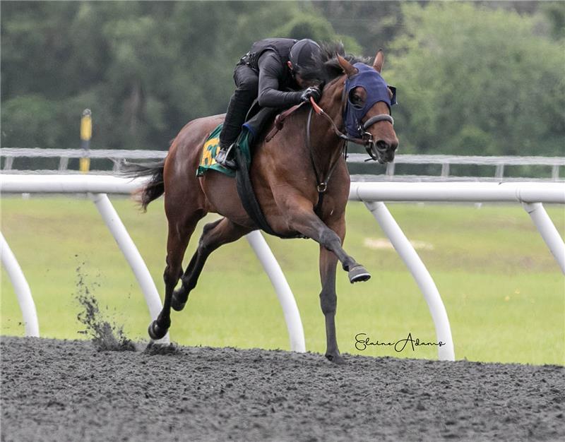 Hip 636 - Victorina 2018 (1)