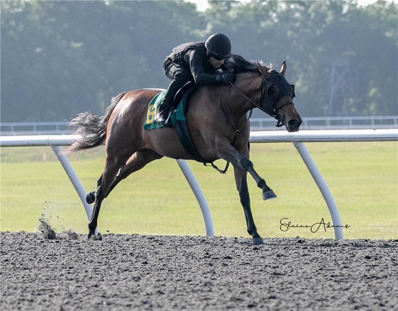 Hip 646 - Colina Verde 2019 (2)