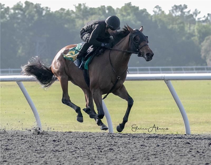 Hip 646 - Colina Verde 2019 (3)