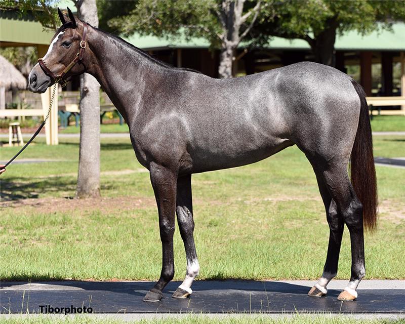 Hip 654 - Awesome Ashley 2020