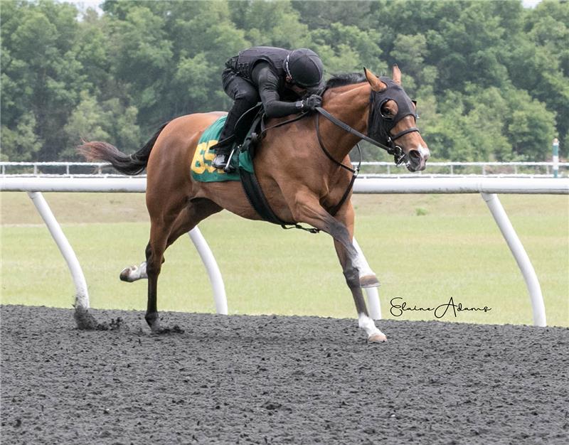 Hip 658 - Conquest Eclipse 2019 (2)