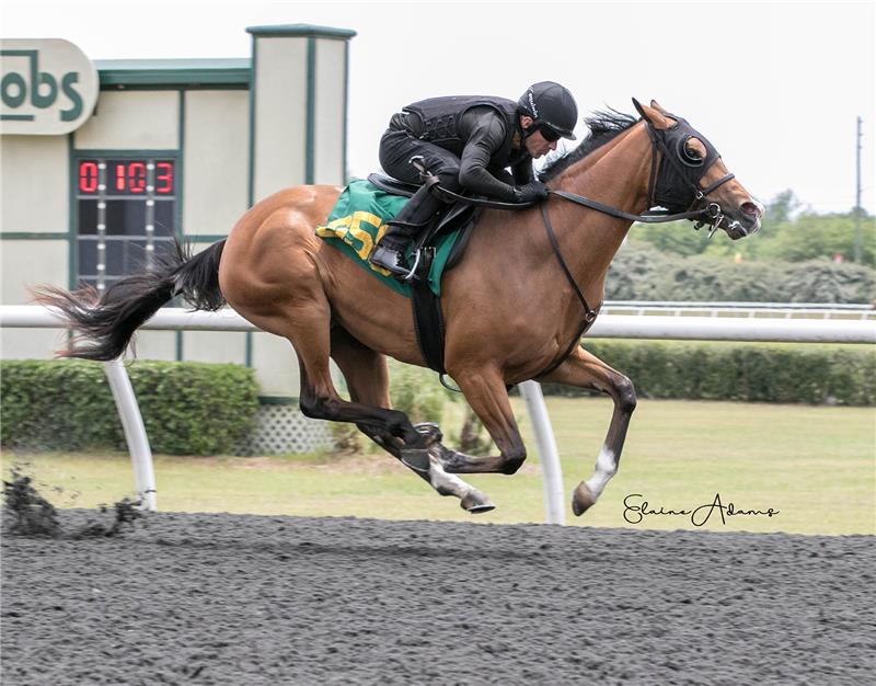 Hip 658 - Conquest Eclipse 2019 (4)