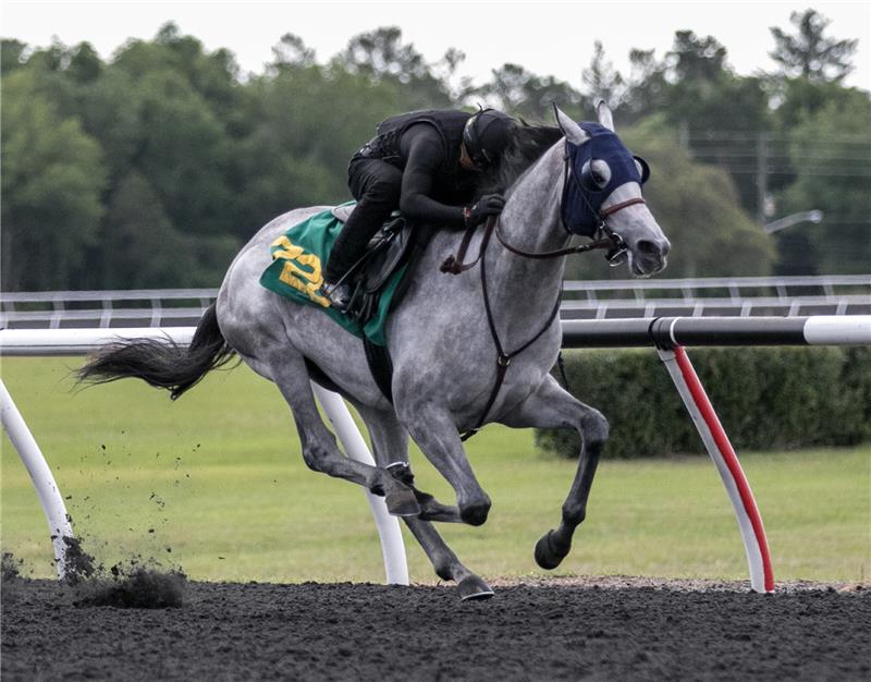 Hip 726 - Tap Softly 2017 (4)