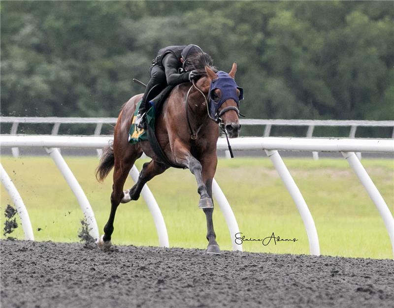 Hip 739 - A. P. Petal 2018 (1)