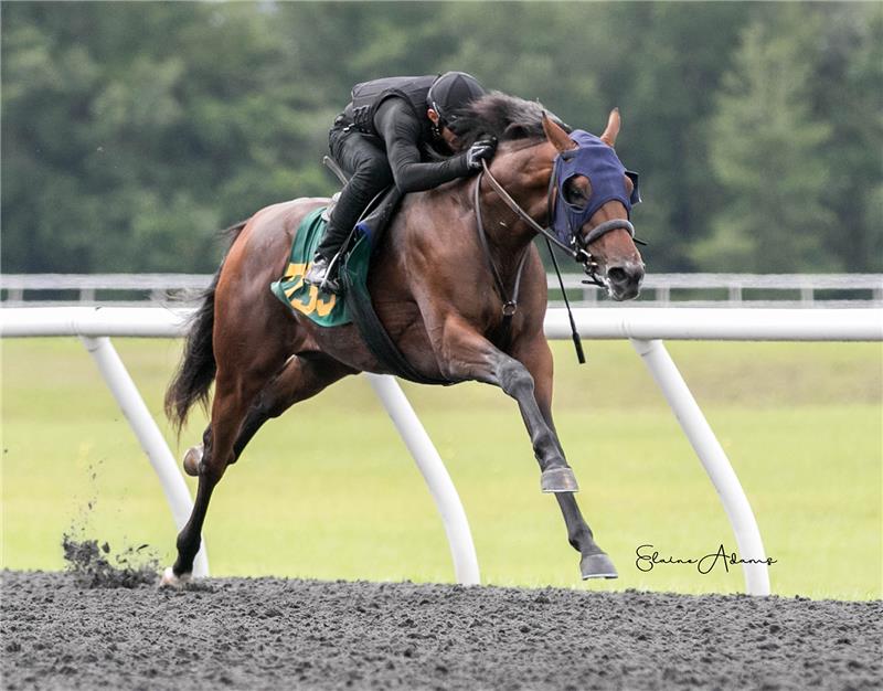 Hip 739 - A. P. Petal 2018 (2)