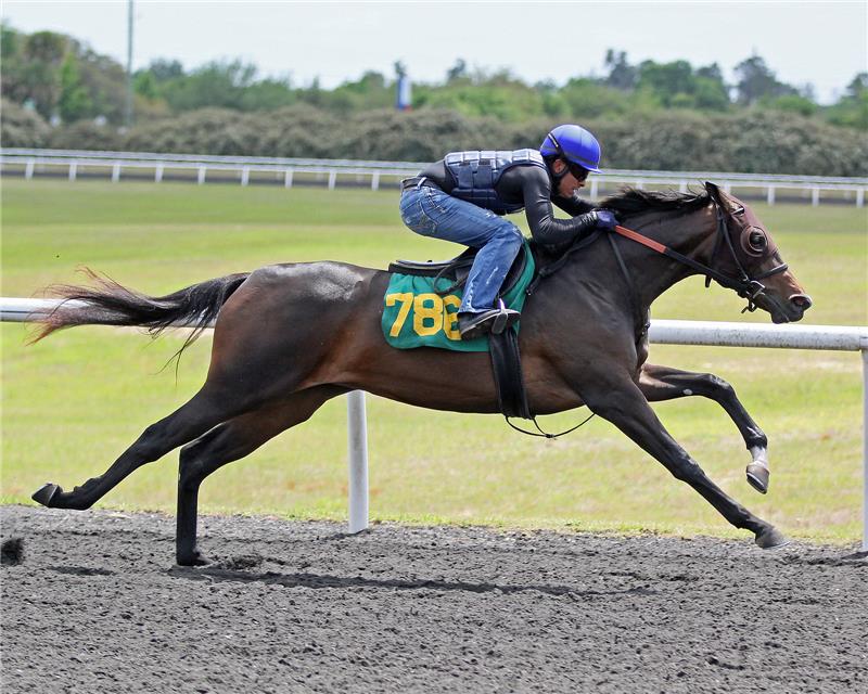 Hip 786-prep-Exciting Avenue 2014 (1)