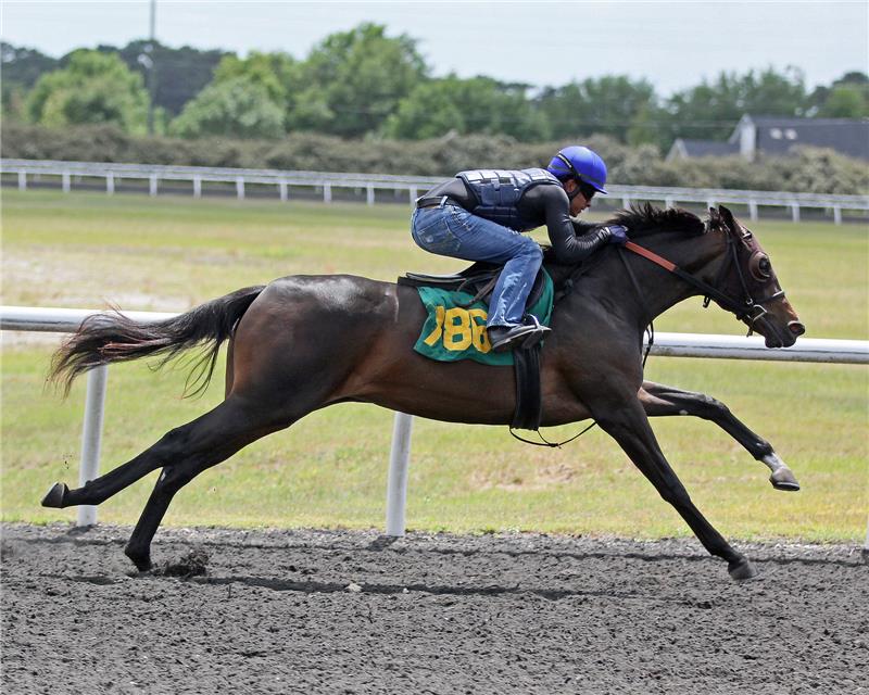 Hip 786-prep-Exciting Avenue 2014 (3)