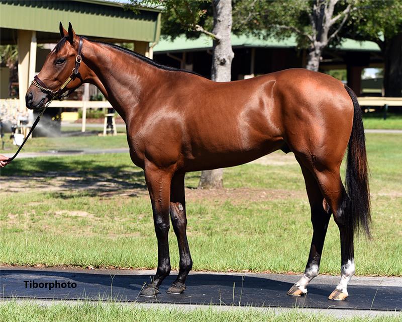 Hip 793 - Daveron 2020