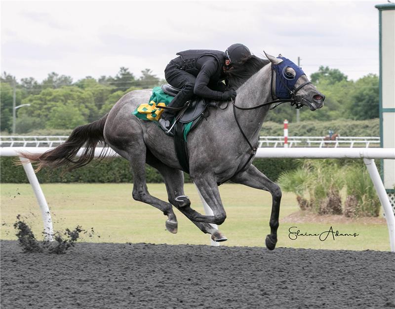 Hip 837 - Gatorette 2019 (6)