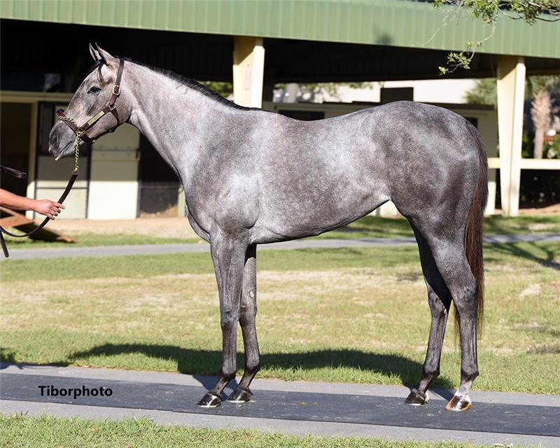 Hip 837 - Mastery (Gatorette 2019)