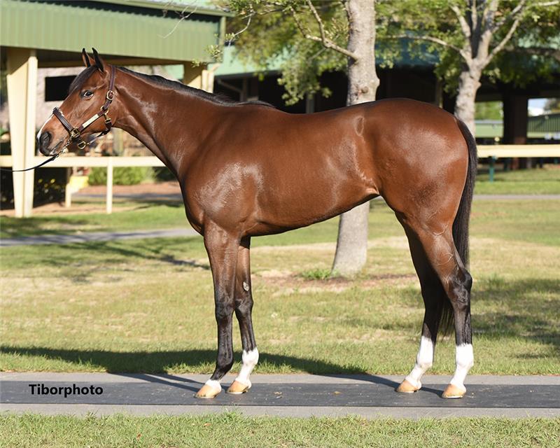 Hip 843 - Ghostzapper (Gal About Town 2019)