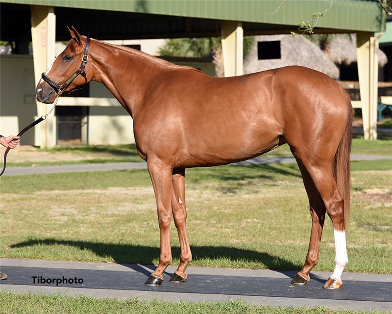 Hip 868 - Tonalist (Grand Moon 2019)