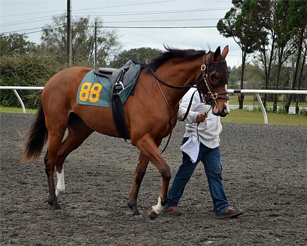 Hip 88 (2)