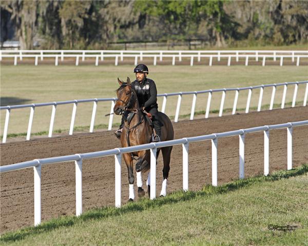 IrishShilling11Gallopday2