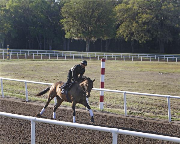 IrishShilling11Gallopday4