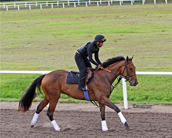 NOSERENADING11GALLOPDAY1