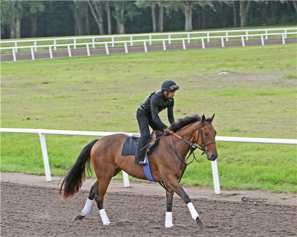 NOSERENADING11GALLOPDAY2