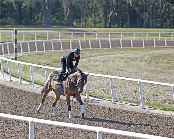 POWERFULTWOPUNCH11Gallopday2