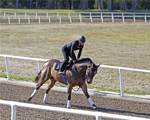 POWERFULTWOPUNCH11Gallopday3