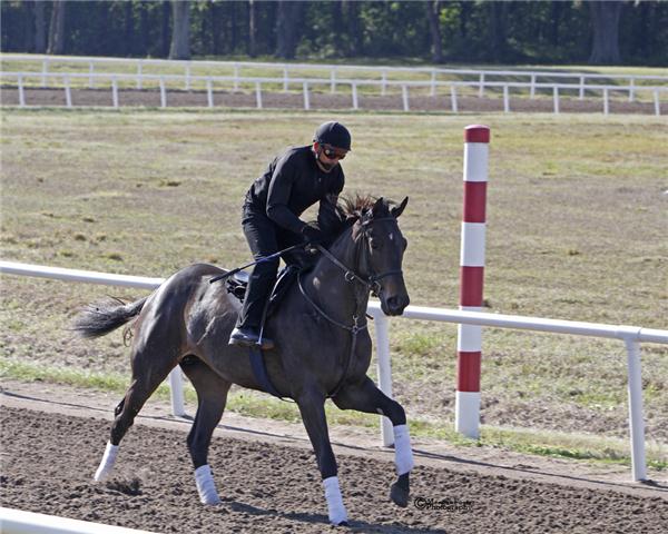 REALLYROAN11Gallopday1